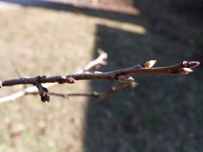 Halesia carolina - halézie karolinská - pupen